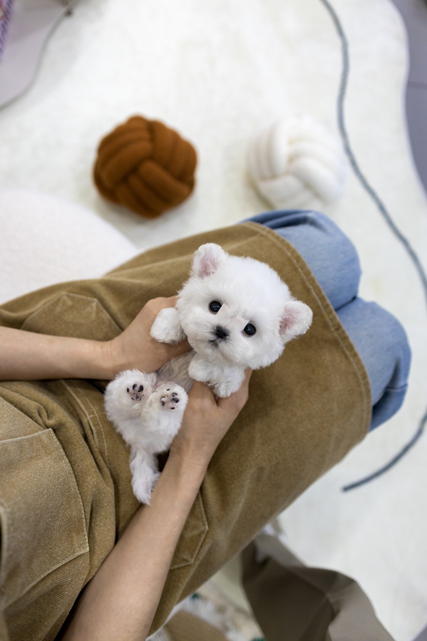 사람 무릎 위에 누워 발바닥을 보이는 미니비숑