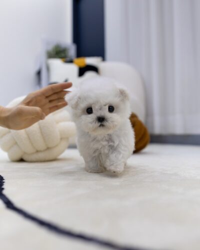 하얀 카펫 위를 걷고 있는 아기 미니비숑 강아지
