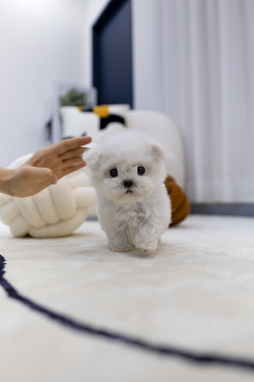 하얀 카펫 위를 걷고 있는 아기 미니비숑 강아지