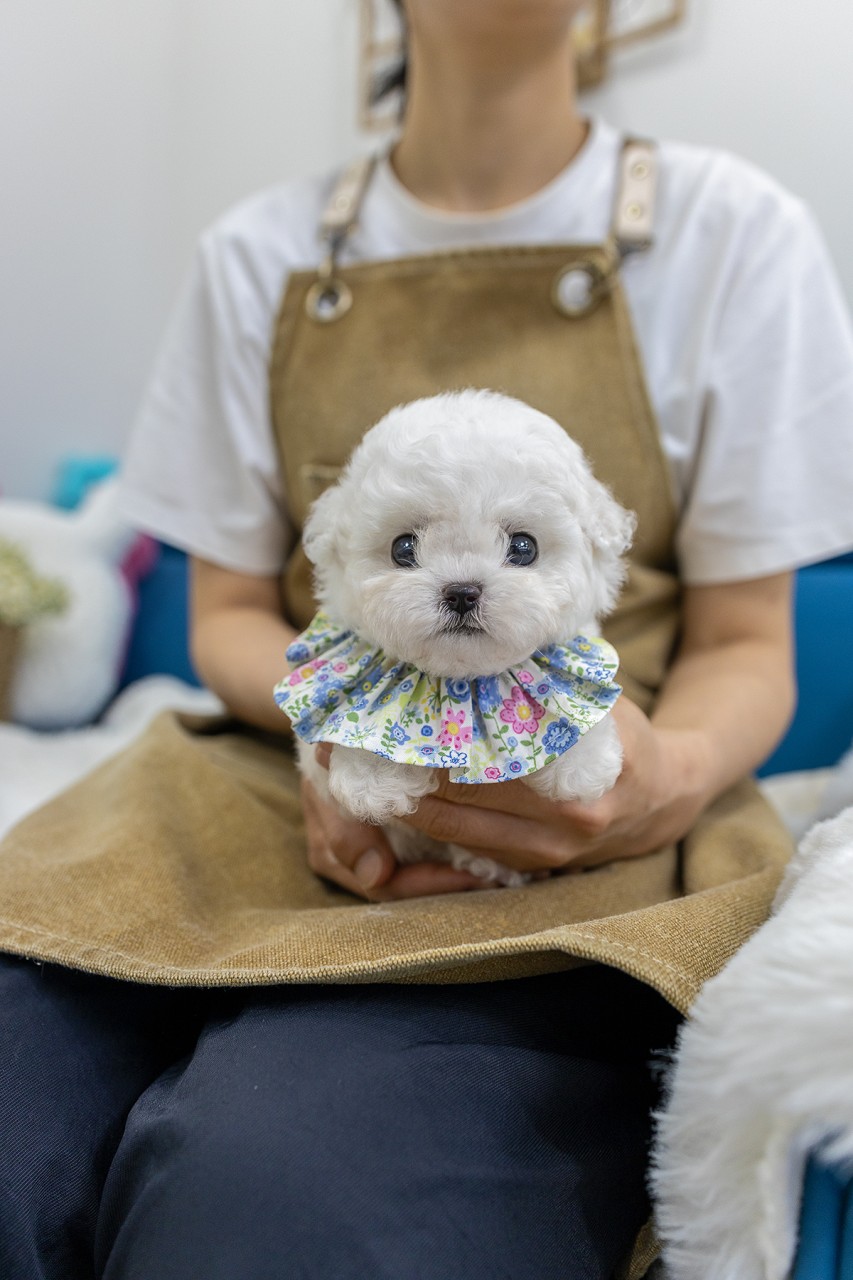 꽃무늬 케이프를 하고 사람 품에 안긴 비숑프리제