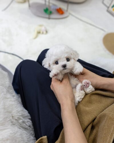 사람 무릎 위에 누워있는 하얀 아기 비숑프리제