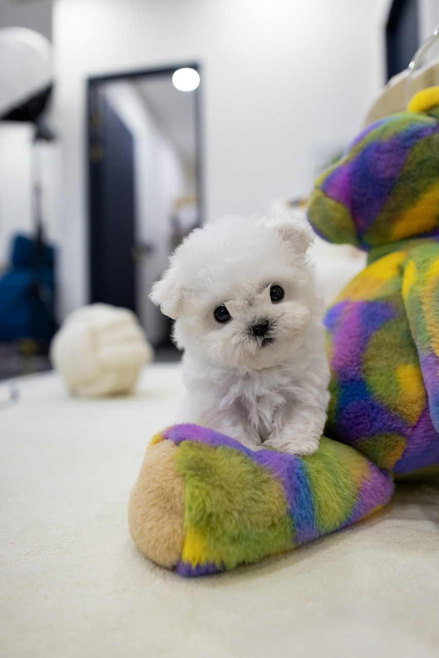 알록달록한 곰인형 위에 앉아있는 하얀 비숑