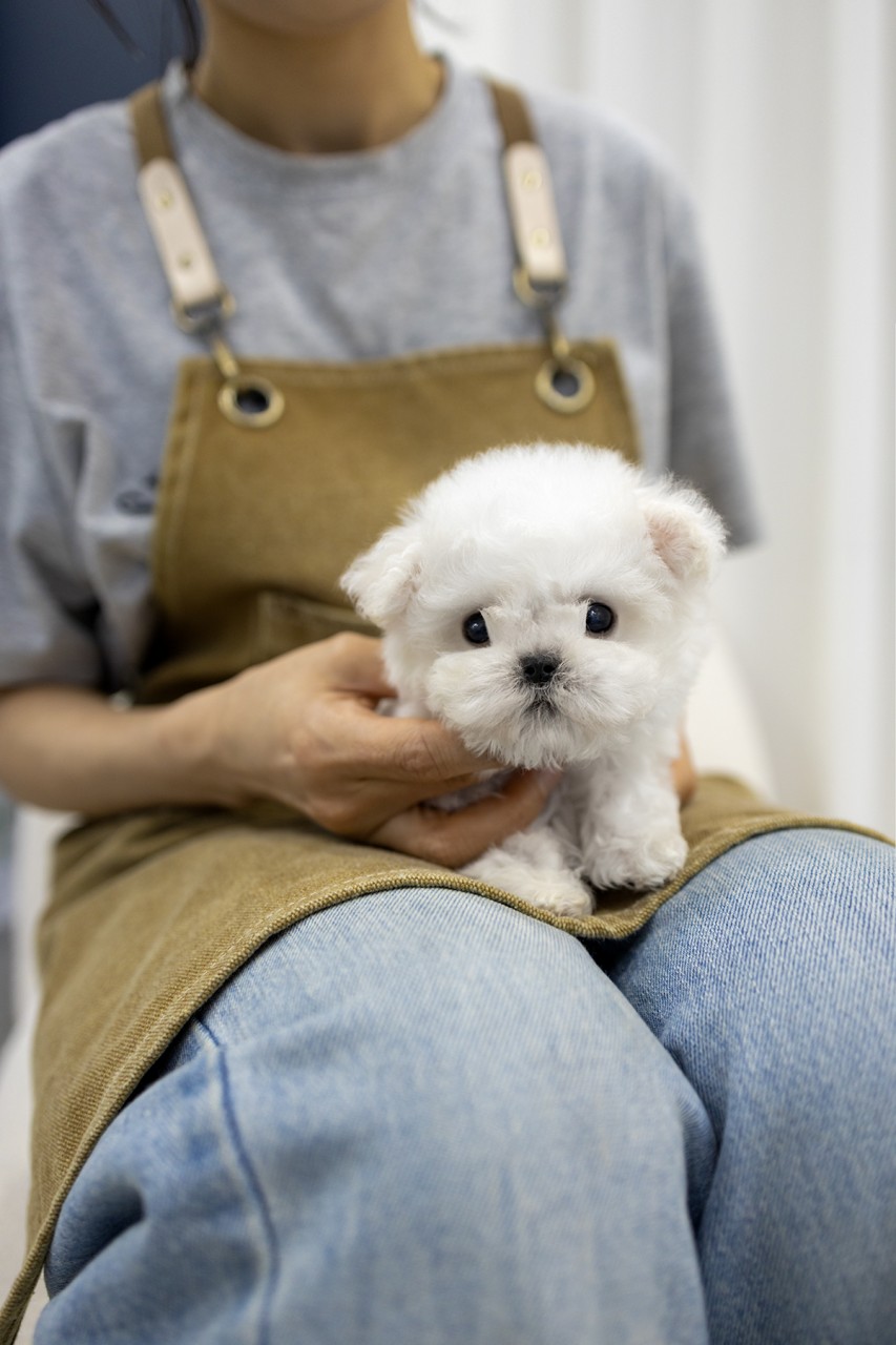 앞치마를 한 사람 무릎에 앉아있는 하얀 비숑