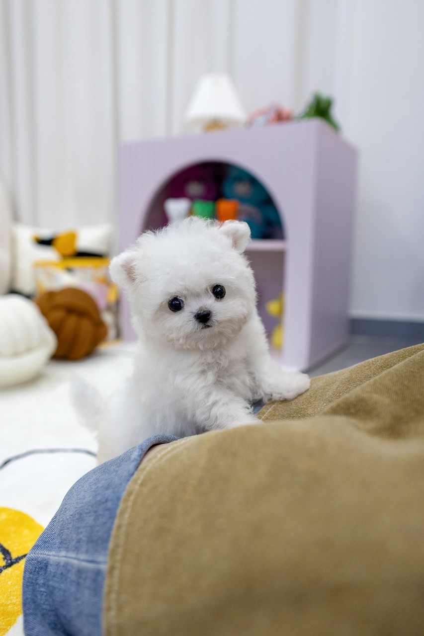 사람 다리에 앞발을 올리고 있는 하얀 테디비숑