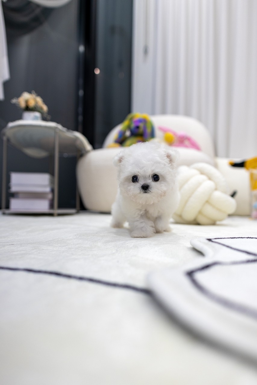 하얀 카펫 위를 걸어오고 있는 아기 테디비숑