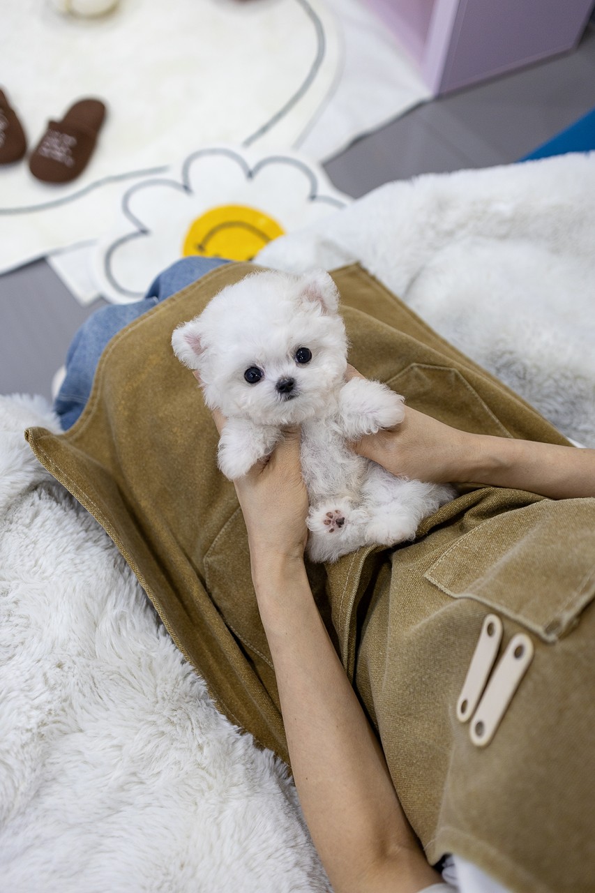 예쁜 아기 비숑 분양