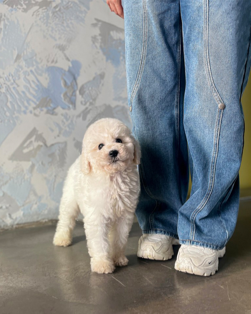 사람 다리 옆에 서있는 하얀색 스탠다드 푸들