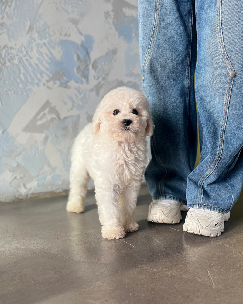 정면을 바라보며 서있는 하얀 스탠다드 푸들 강아지