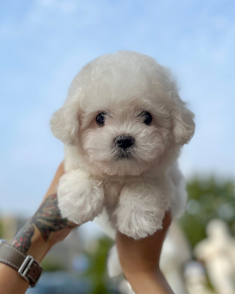 파란 하늘을 배경으로 두 손에 들려있는 하얀 꼬숑