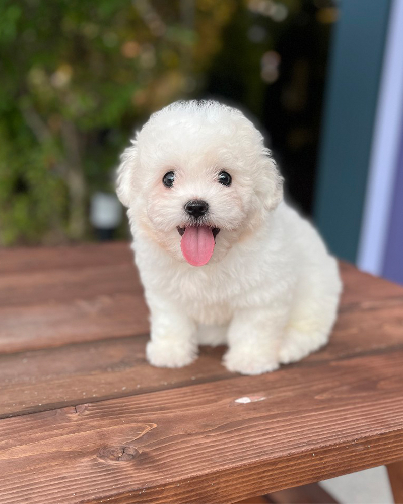 야외 나무 테이블에 앉아 혀를 내밀고 웃는 꼬숑