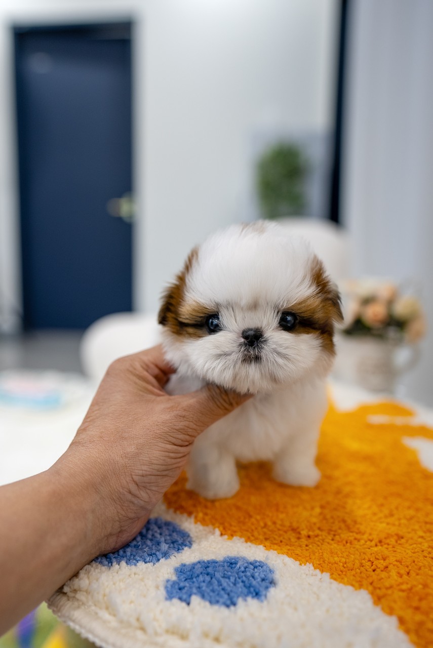 사람 손 옆에 서있는 작고 귀여운 콩시츄 강아지