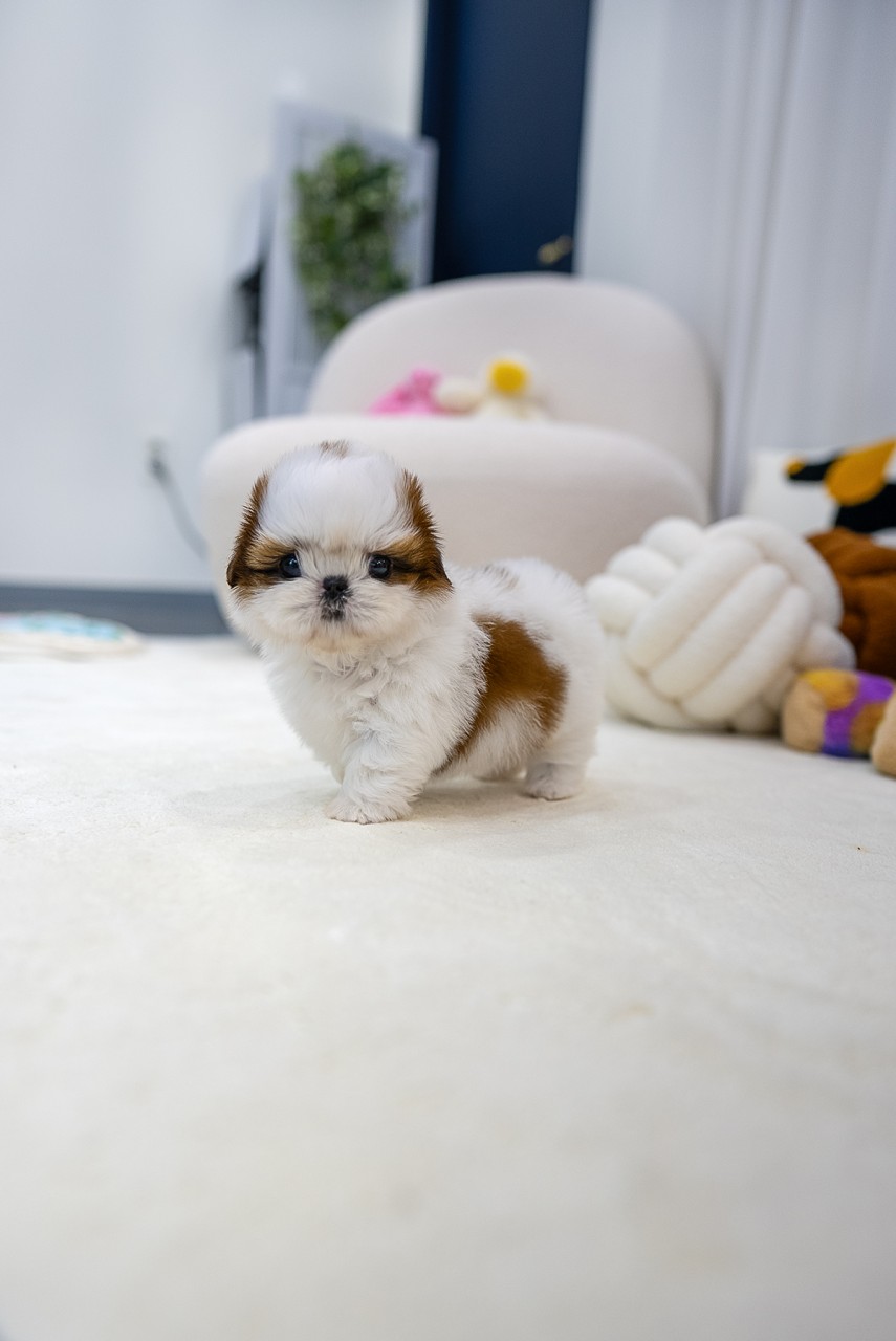 하얀 카펫 위에 서있는 아기 콩시츄 강아지