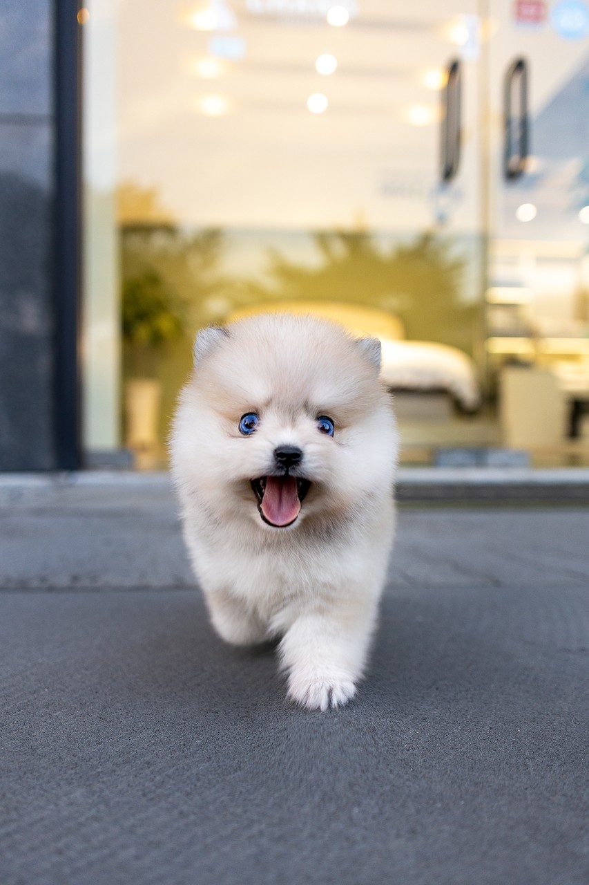 카메라를 향해 웃으며 달려오는 아기 폼스키