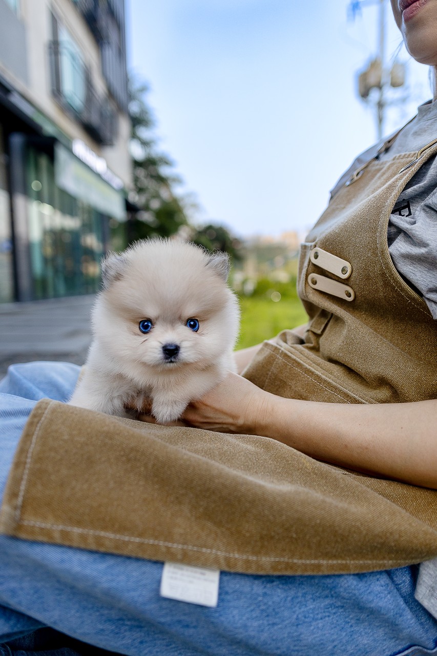 갈색 앞치마를 한 사람 품에 안긴 아기 폼스키