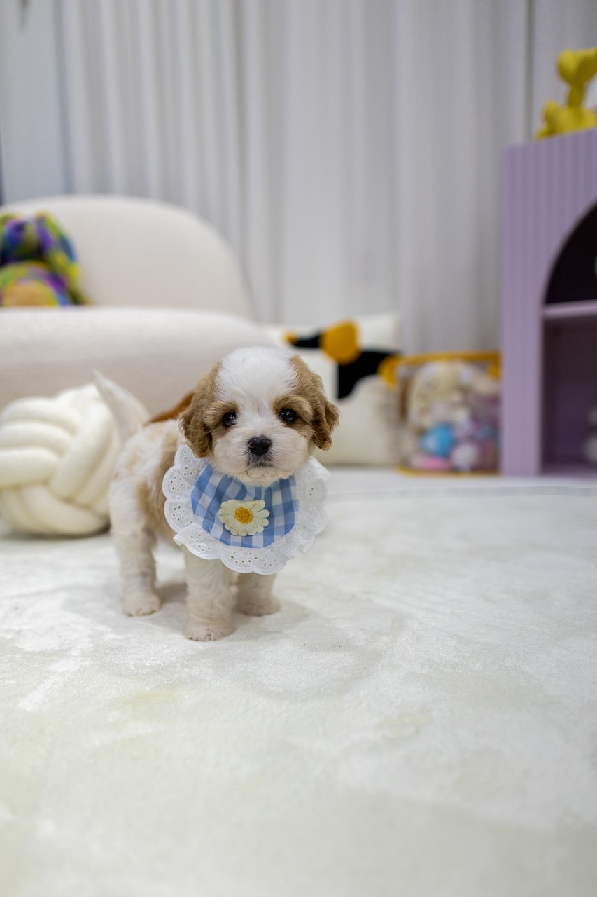 턱받이를 하고 하얀 카펫에 서있는 카바숑