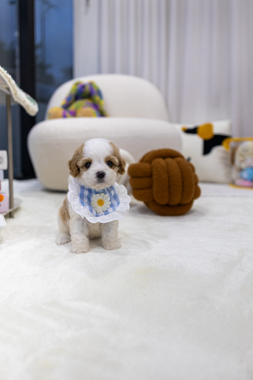 턱받이를 하고 하얀 카펫에 앉아있는 카바숑