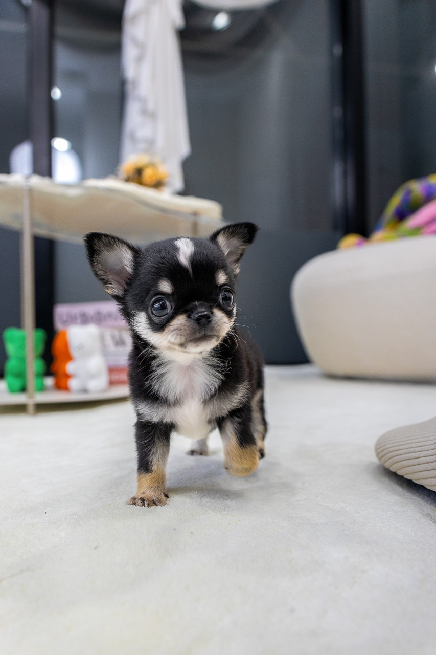 하얀 카펫 위를 한쪽 발을 들고 걷는 블랙탄 치와와