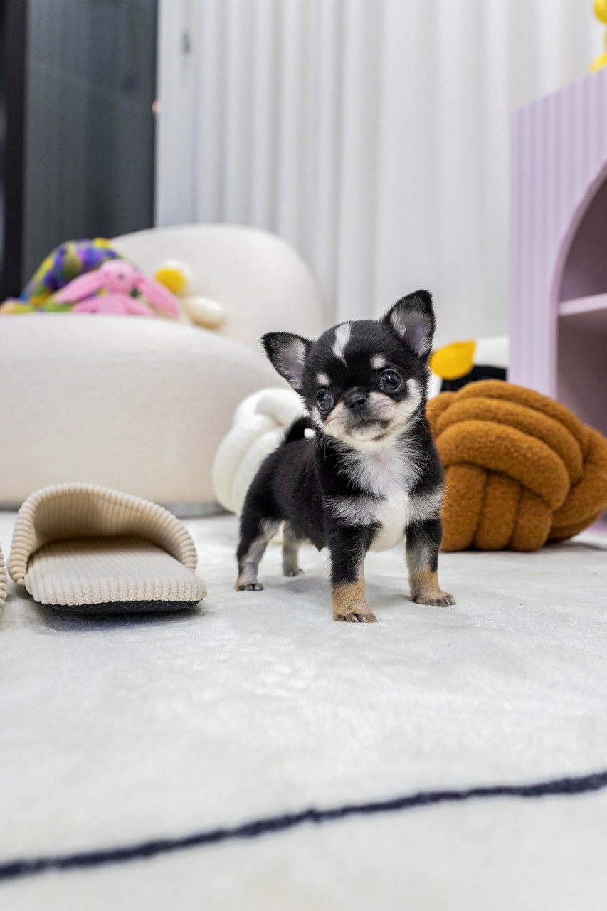 하얀 카펫 위에 서서 정면을 바라보는 블랙탄 치와와