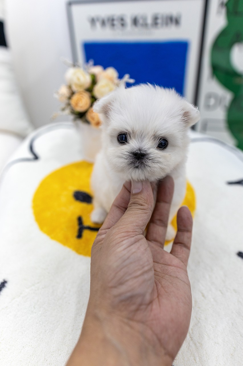 솜사탕 같은 말티즈 분양 노란 러그 위에서