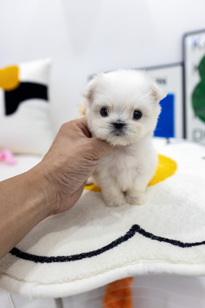 화이트 러그위에서 말티즈분양 사진