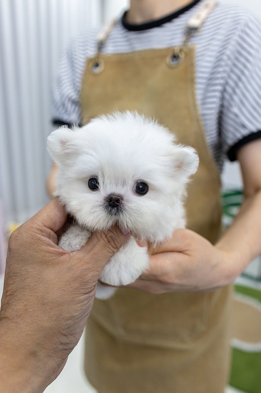 엄마랑 함께 말티즈 분양 알아봐요