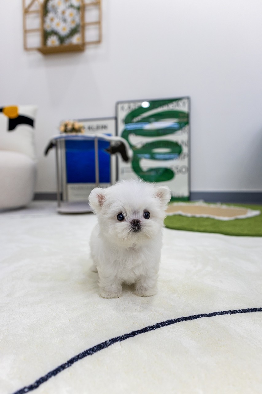 러그에서 걸어다니는 말티즈분양