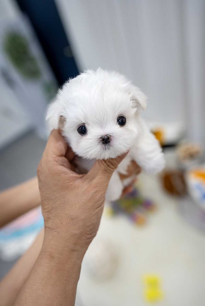 말티즈 분양 가능한 귀여운 아기 강아지의 모습