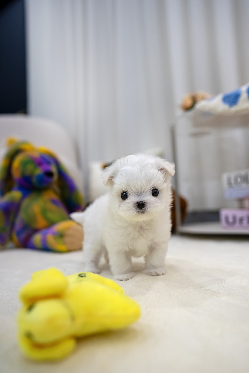 말티즈 분양을 기다리는 활발한 하얀 강아지