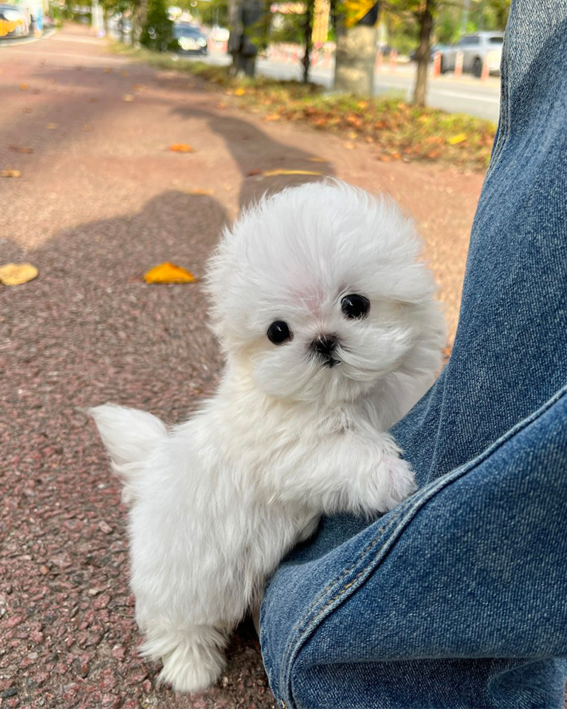 분양 중인 귀여운 말티즈 강아지가 산책로에서 포즈