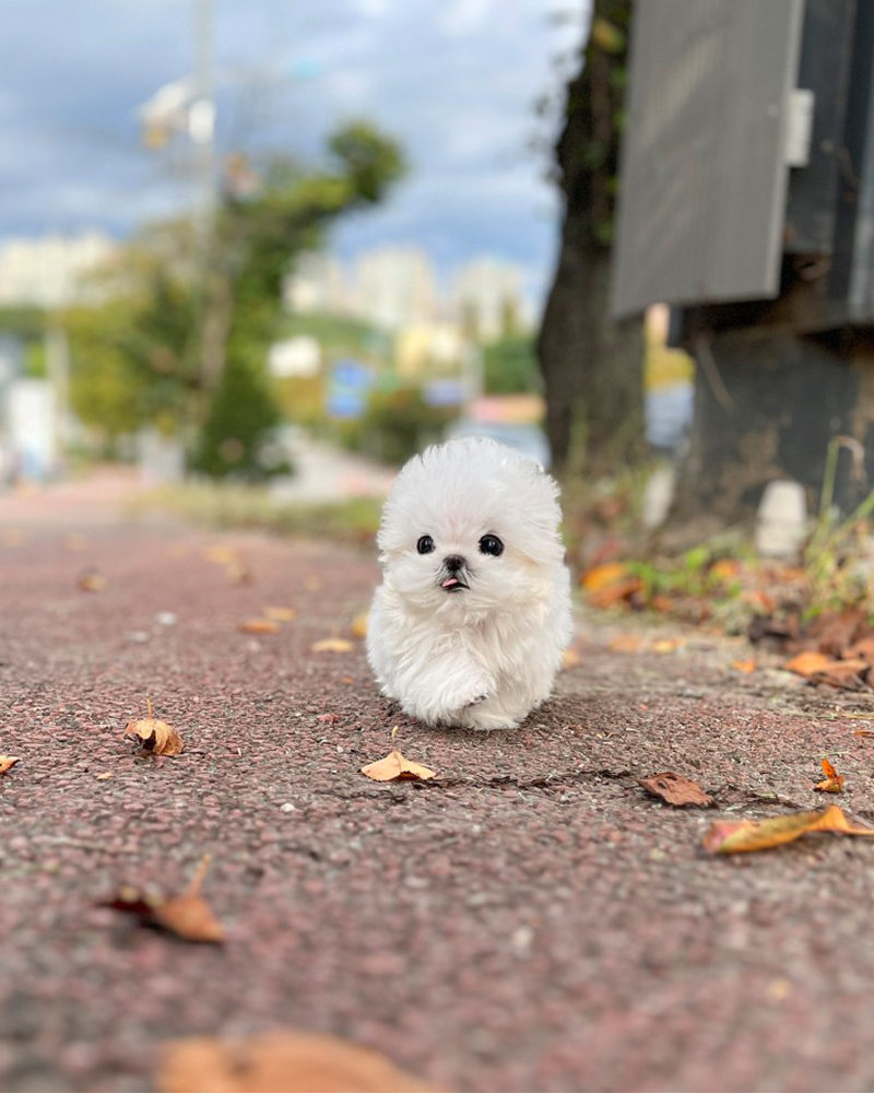 말티즈분양을 위한 사랑스러운 강아지의 애교 모습
