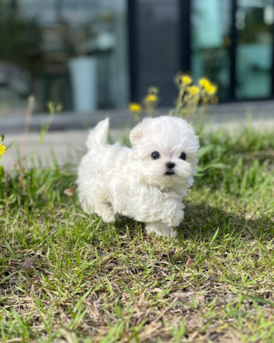 초원이에서 노는 귀여운 말티즈 강아지의 사랑스러운 모습