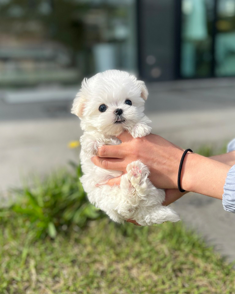 안겨있는 말티즈 강아지가 포근함과 따뜻함을 주는 모습