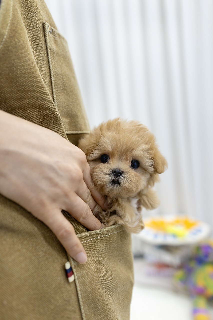말티푸 분양 중인 귀여운 베이지 색 강아지가 주머니에서 얼굴 내민 모습