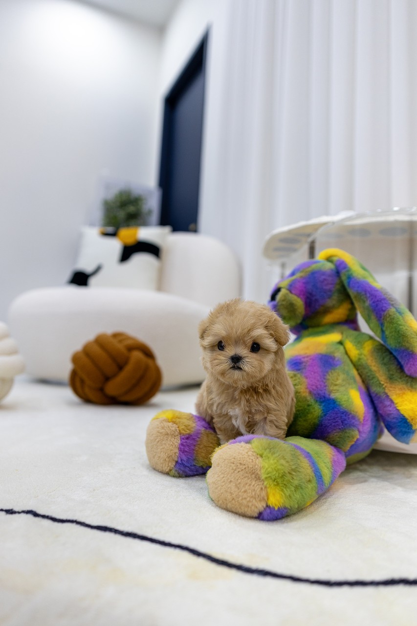 알록달록 장난감 옆에 앉아있는 말티푸 분양 아기 강아지의 귀여운 모습