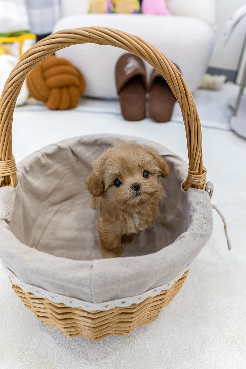 왕골 바구니 안에 서서 올려다보는 애프리 말티푸