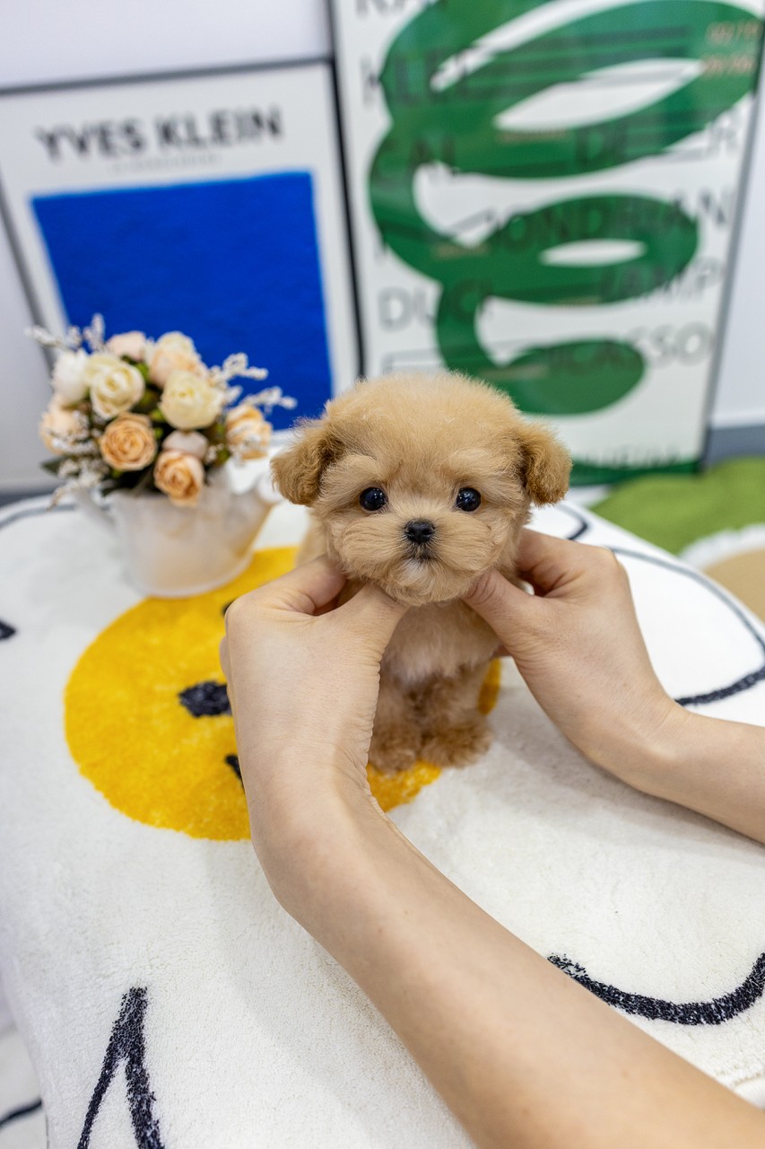 사람 손이 얼굴을 감싸고 있는 크림 말티푸 강아지