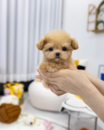 두 손에 들려 정면을 바라보는 아기 크림 말티푸