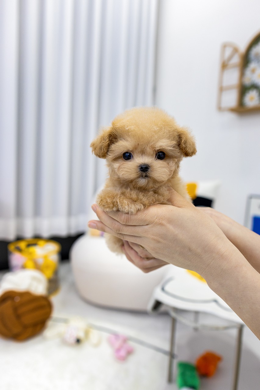 두 손에 들려 정면을 바라보는 아기 크림 말티푸