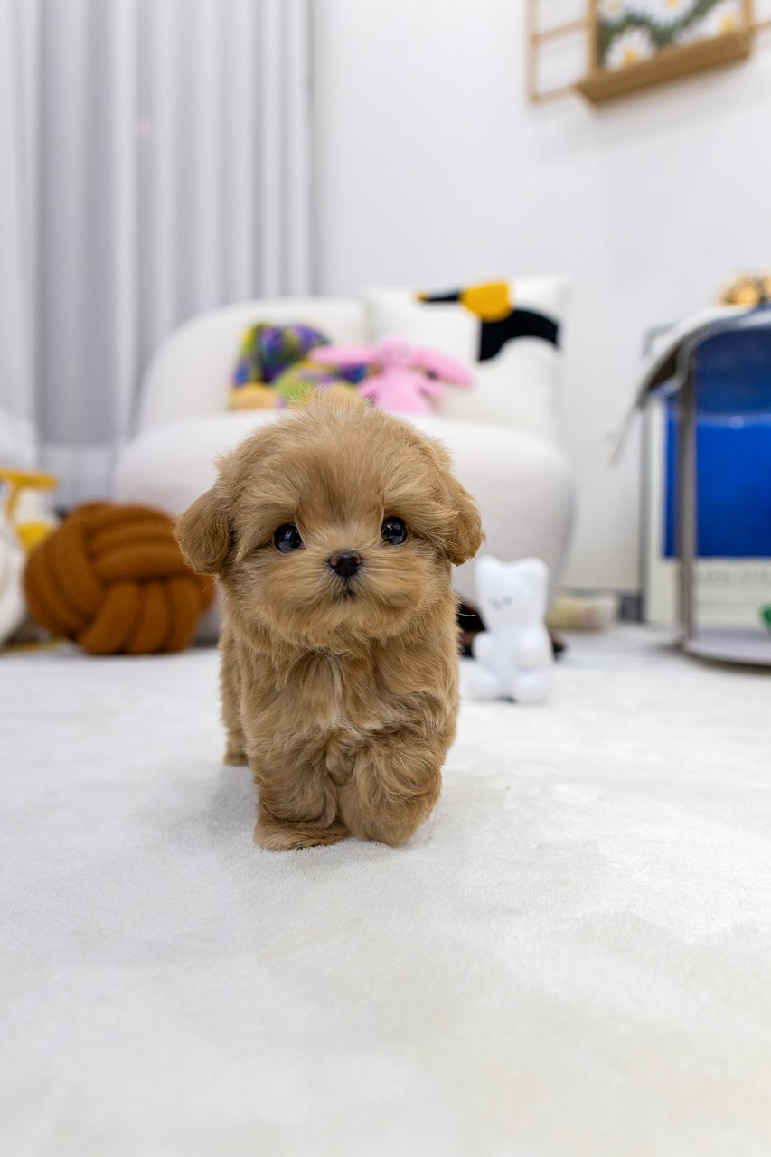 하얀 카펫 위를 걷고 있는 애프리 말티푸 강아지