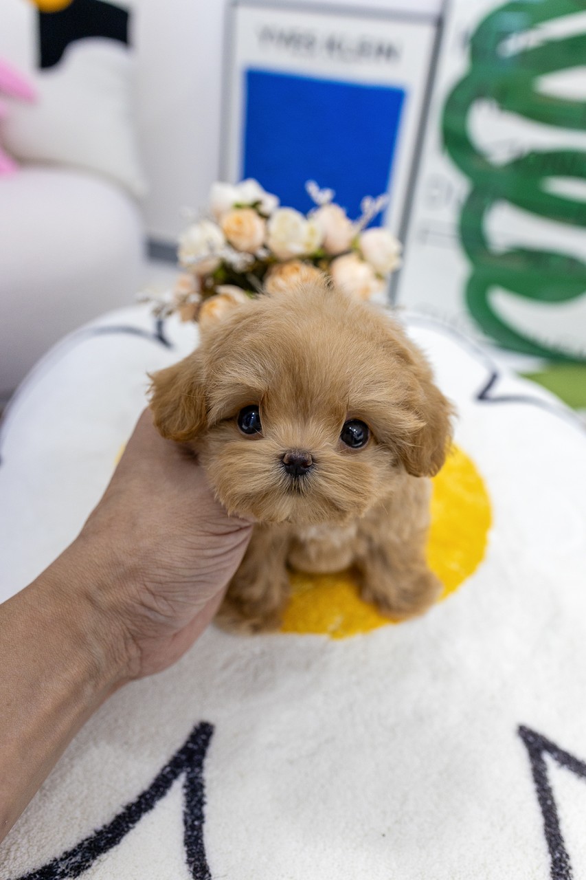 꽃방석 위에서 사람 손길을 받는 애프리 말티푸