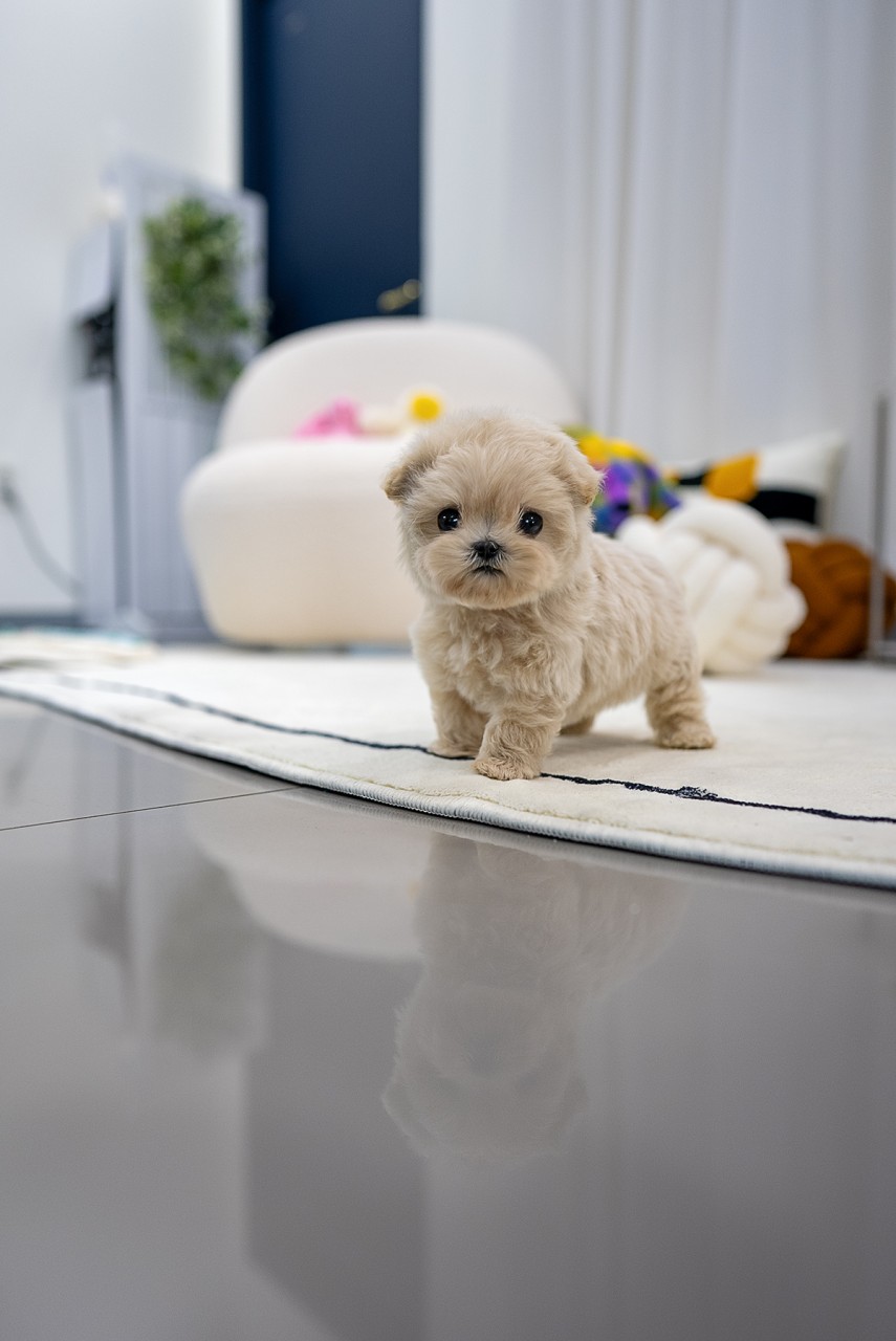 양 중이며 귀여움과 사랑스러움이 가득한 말티푸 아기가 실내에서 포즈를 취한 모습