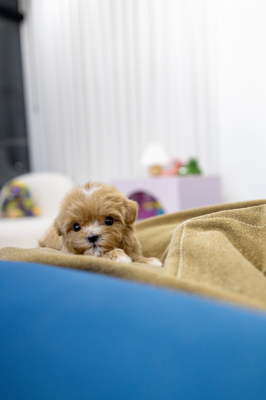 말티푸 입양을 기다리며 파란색 박스 안에서 편안히 앉아있는 아기 강아지의 사랑스러운 모습