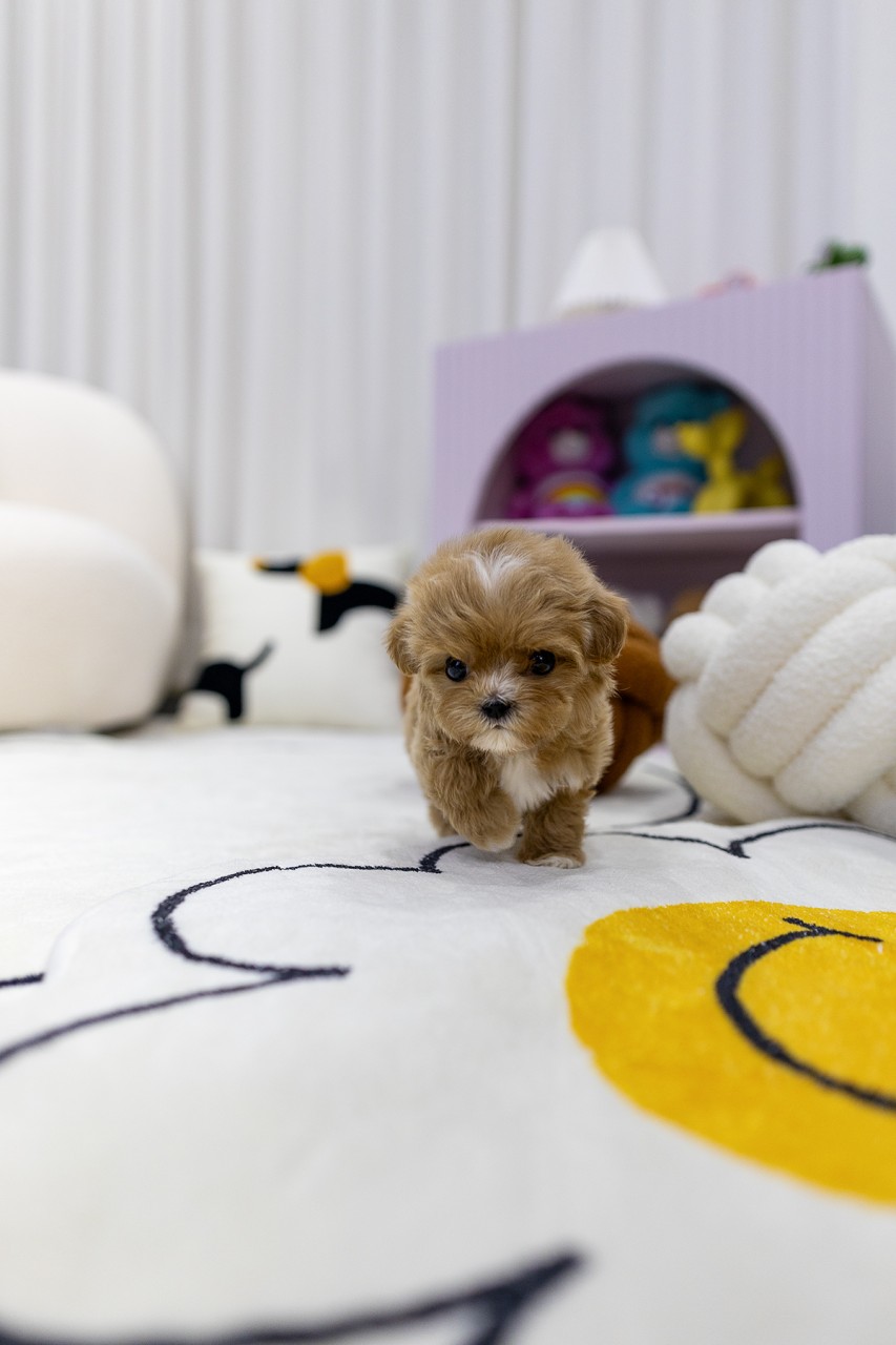 말티푸 입양 대기 중인 갈색 털의 귀여운 강아지가 놀이매트 위에서 활발하게 뛰는 모습