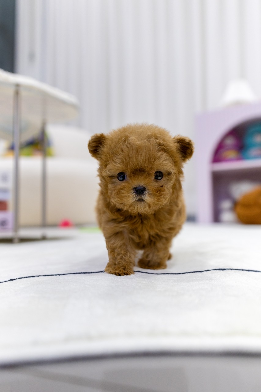 말티푸 분양을 기다리는 강아지가 하얀 매트에서 활발하게 놀며 밝고 건강한 인상