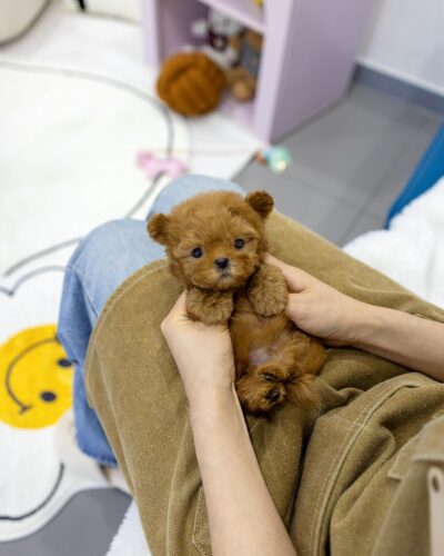 말티푸 분양 중인 갈색 곰돌이 닮은 아기가 손에 안겨 귀엽고 따뜻한 분위기 썸네일
