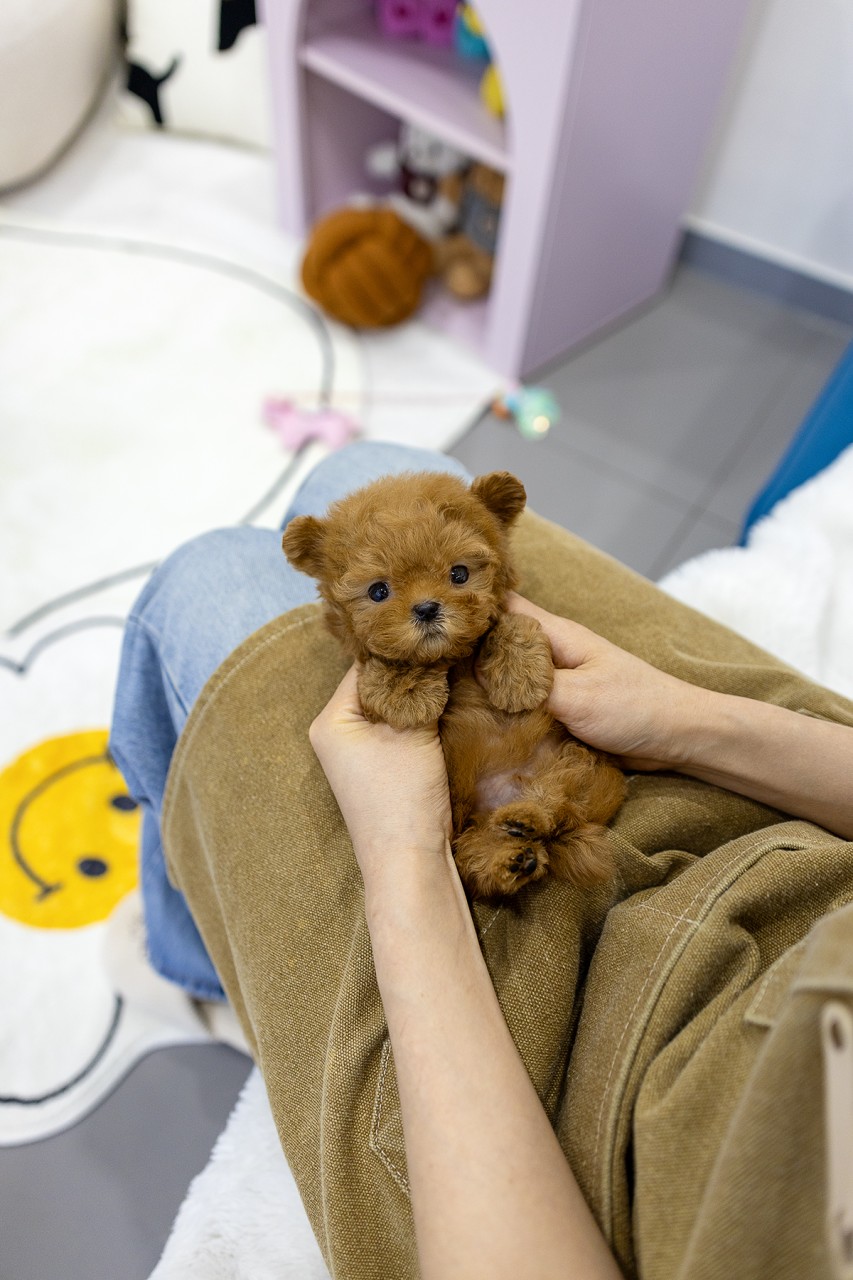 말티푸 분양 중인 갈색 곰돌이 닮은 아기가 손에 안겨 귀엽고 따뜻한 분위기