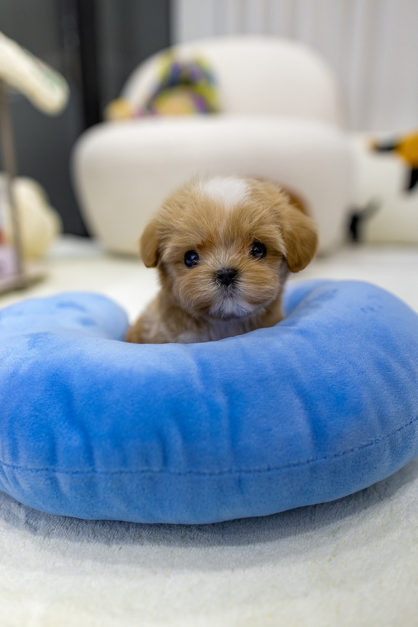 말티푸 강아지가 파란색 쿠션 위에 앉아 귀여운 표정으로 카메라를 바라보는 모습