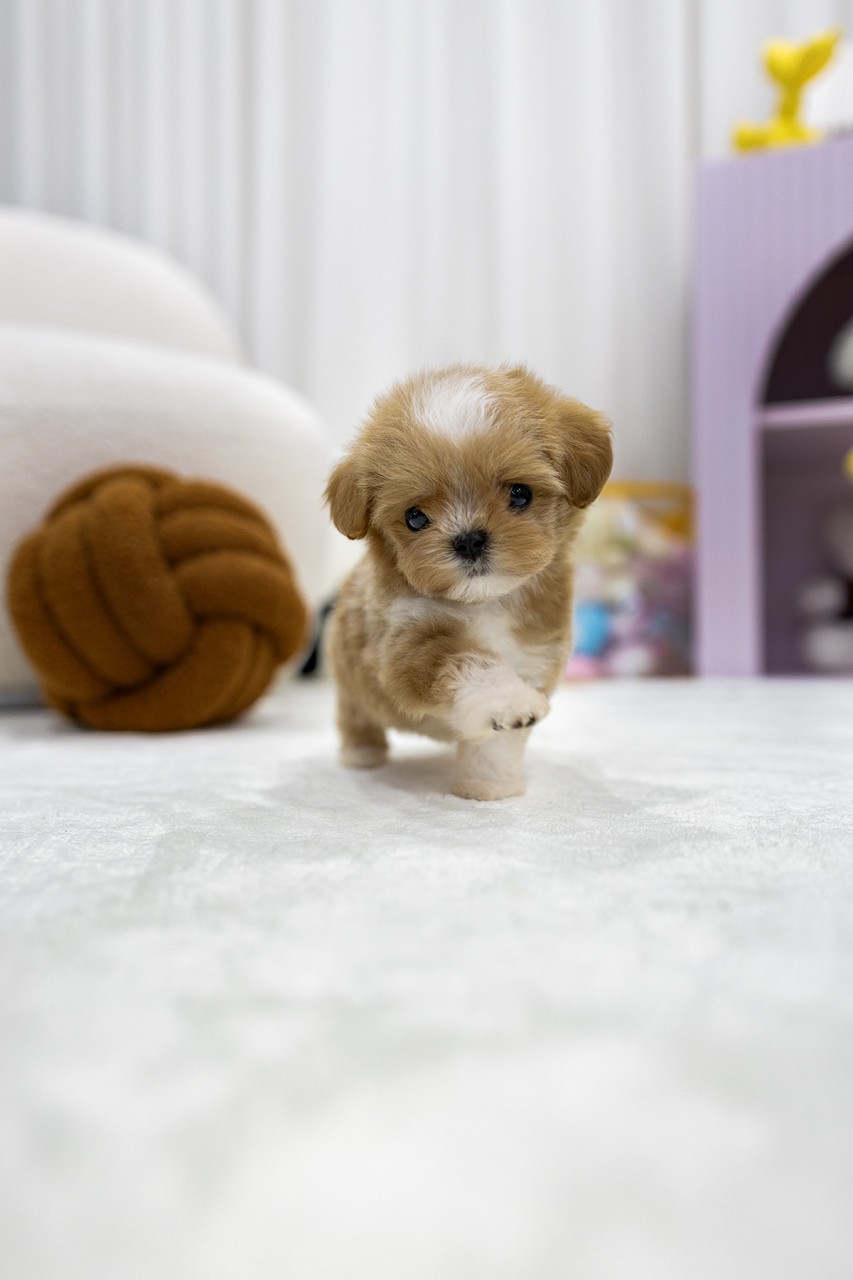 티푸 강아지가 하얀 매트 위에서 첫걸음을 내딛으며 호기심 가득한 눈빛을 보여주는 모습