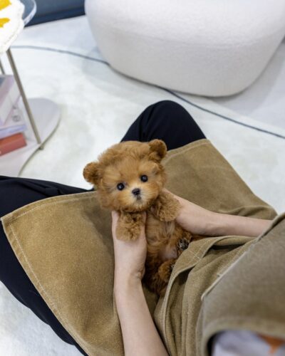 갈색 앞치마를 한 사람 무릎에 앉아있는 애프리 말티푸 썸네일