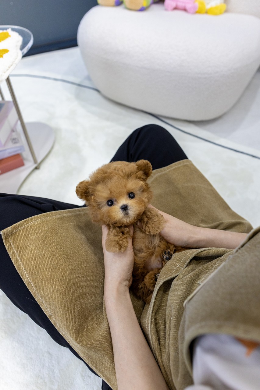 갈색 앞치마를 한 사람 무릎에 앉아있는 애프리 말티푸